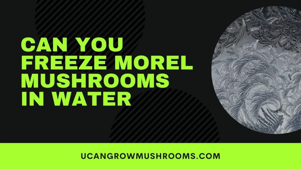 Can You Freeze Morel Mushrooms In Water?